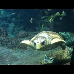 Meet your Posher, Michelle